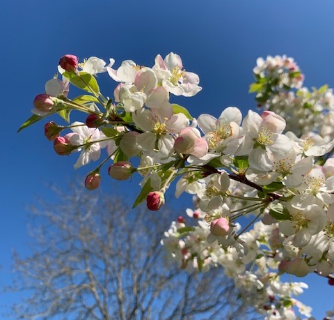 Cherry Blossom Vinegar